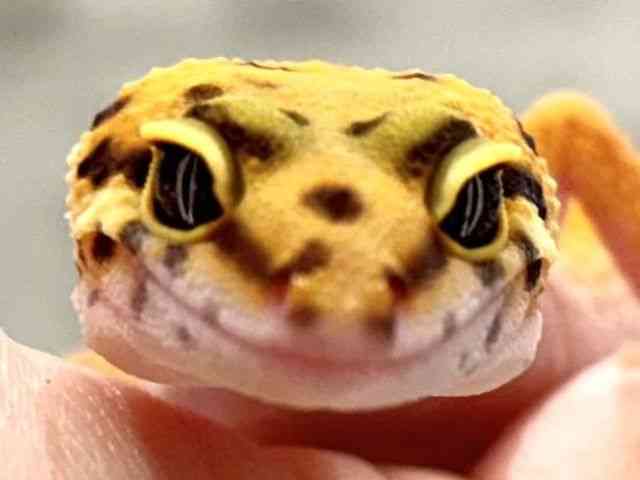 ヒョウモントカゲモドキ