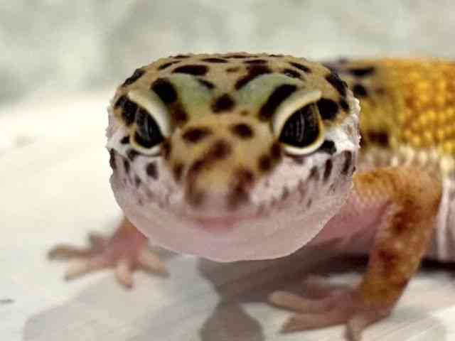 ヒョウモントカゲモドキ