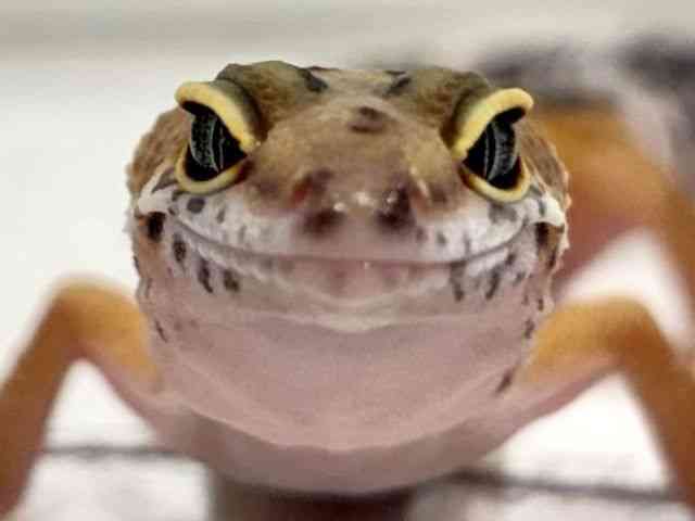 ヒョウモントカゲモドキ