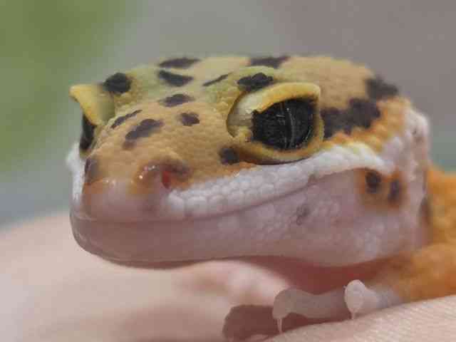 ヒョウモントカゲモドキ