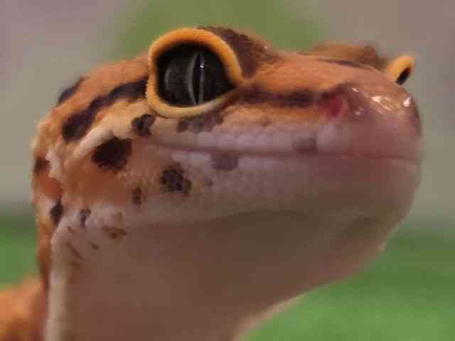 ヒョウモントカゲモドキ