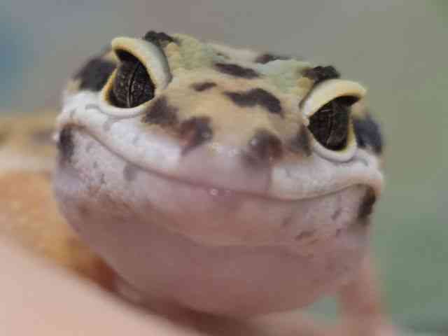ヒョウモントカゲモドキ