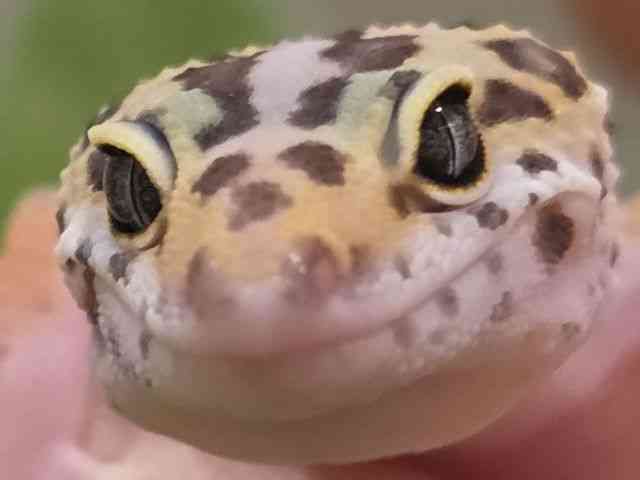 ヒョウモントカゲモドキ