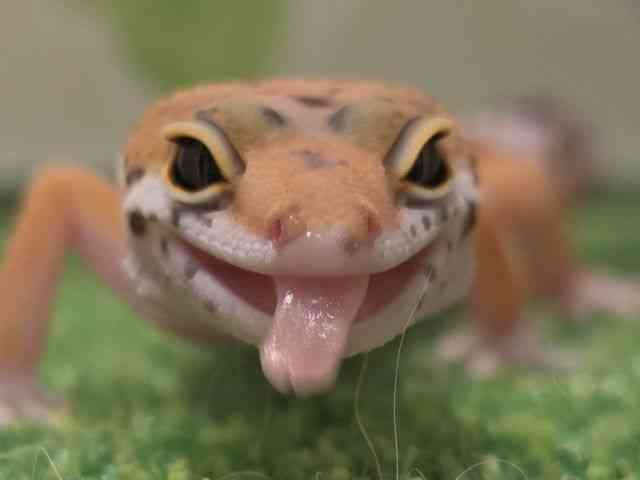 ヒョウモントカゲモドキ