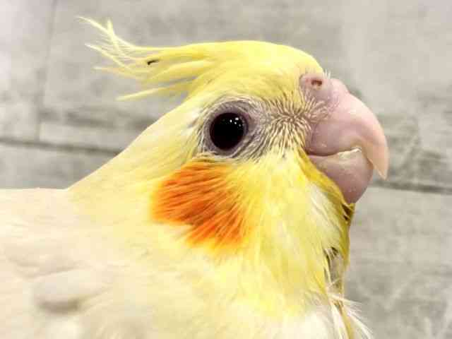 
                    オカメインコ