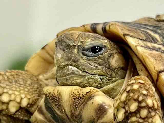 ヒョウモンガメ