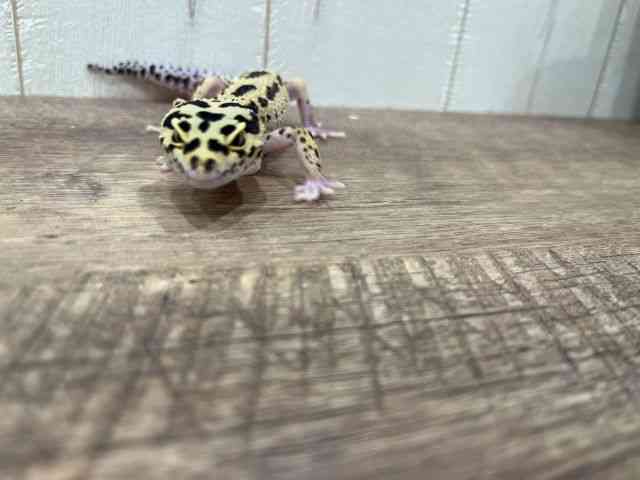 ヒョウモントカゲモドキ