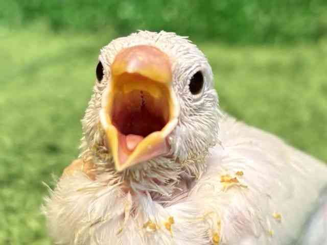 
                    ブンチョウ