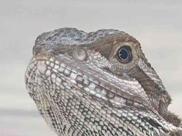 フトアゴヒゲトカゲ