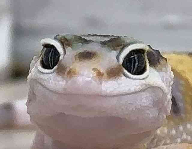 ヒョウモントカゲモドキ