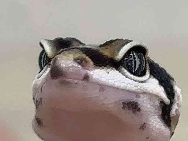 ヒョウモントカゲモドキ