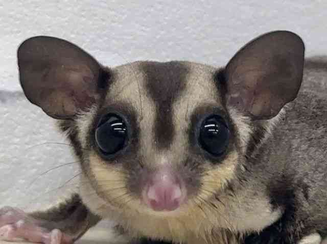 
                    フクロモモンガ