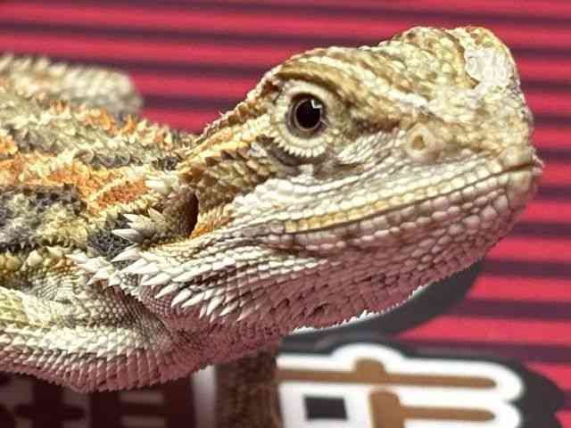 フトアゴヒゲトカゲ