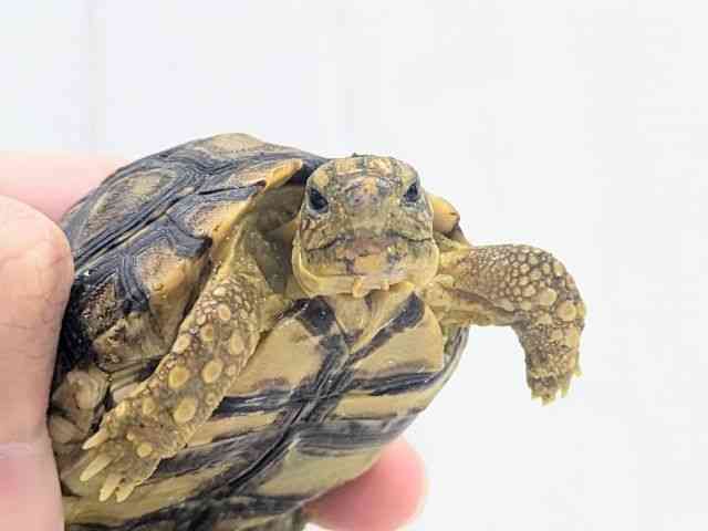 ヒョウモンガメ