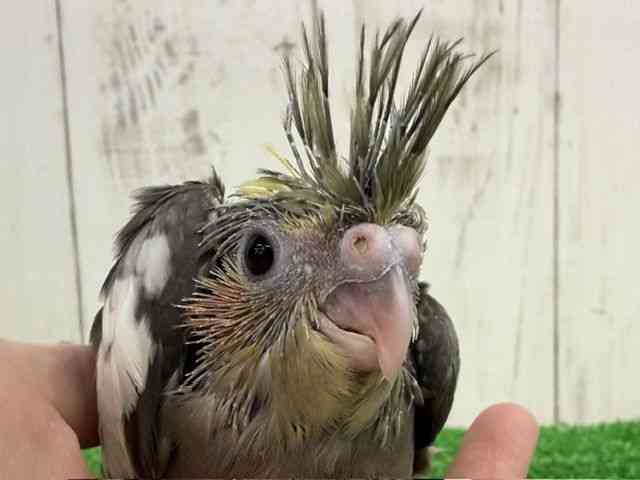 
                    オカメインコ