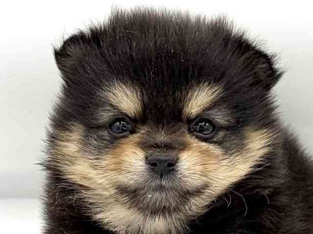 ポメラニアン