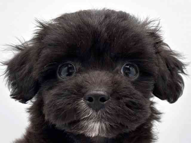 奈良県のチワプー/プーチー(チワワ×プードル) (ひごペットフレンドリー田原本店/2026年8月10日生まれ/男の子/ブラック)の子犬の1枚目の画像