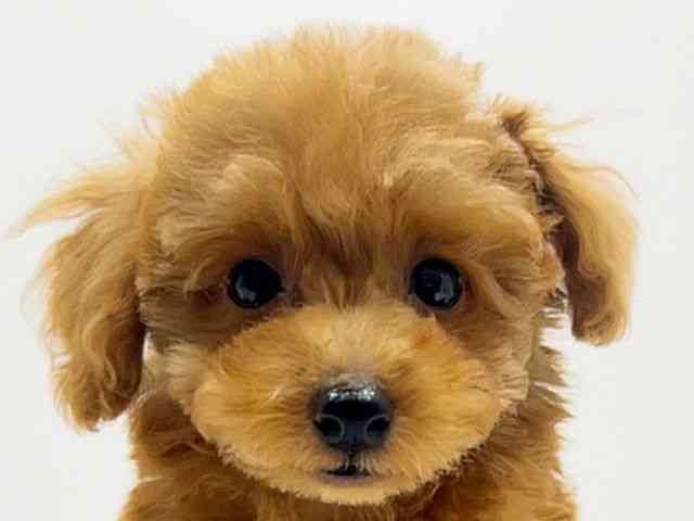 広島県のトイプードル(トイ) (ひごペットフレンドリーフジグラン神辺店/2026年8月8日生まれ/男の子/レッドフォーン)の子犬の1枚目の画像