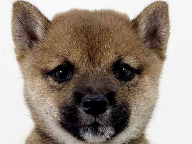 柴犬