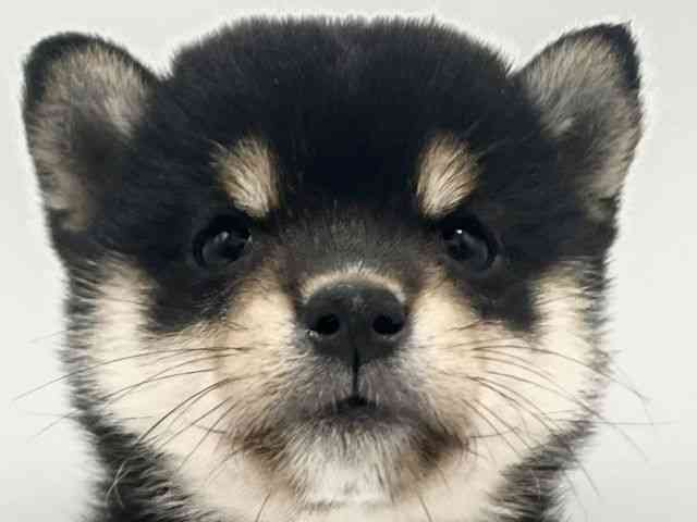 柴犬
