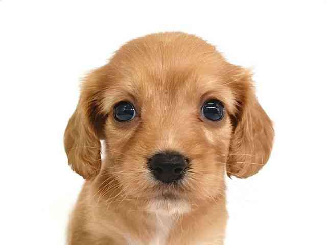 大阪府のハーフ犬・ミックス犬 (ひごペットフレンドリー泉ヶ丘店/2026年8月9日生まれ/女の子/ゴールド)の子犬の1枚目の画像