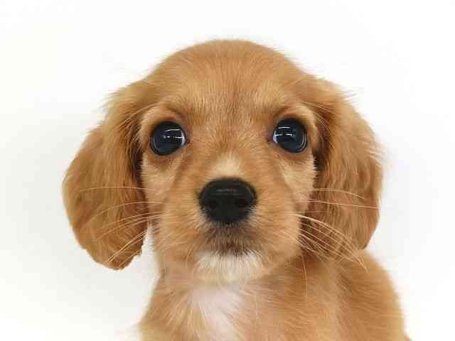 大阪府のハーフ犬・ミックス犬 (ひごペットフレンドリー泉ヶ丘店/2026年8月9日生まれ/女の子/ゴールド)の子犬の1枚目の画像