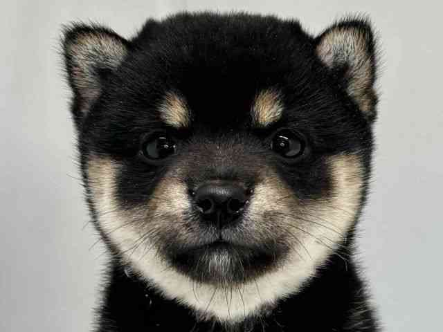 柴犬