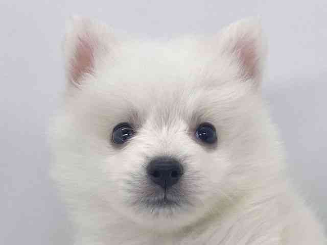 兵庫県のハーフ犬・ミックス犬 (ひごペットフレンドリーイオンタウン加古川店/2026年8月8日生まれ/男の子/ホワイト)の子犬の1枚目の画像