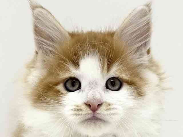 pet image