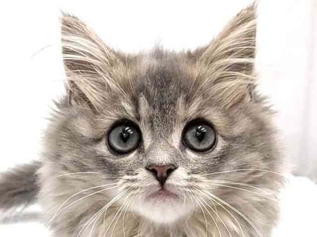 pet image