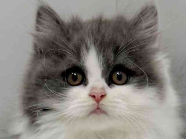 pet image