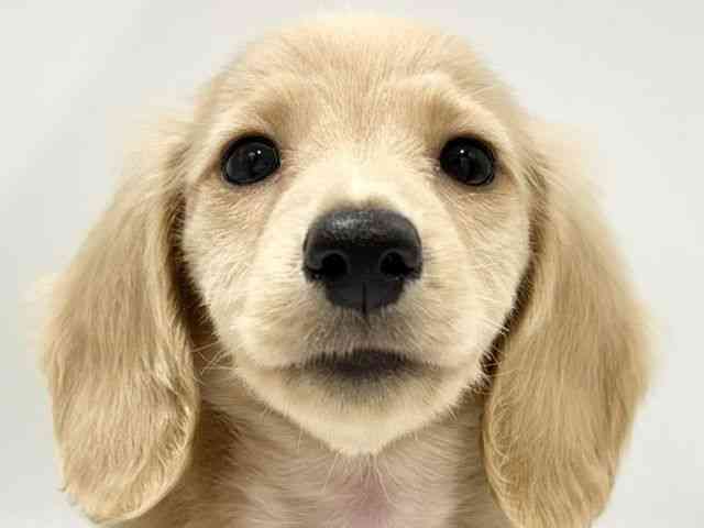 ミニチュア・ダックスフンド・ロングヘアー