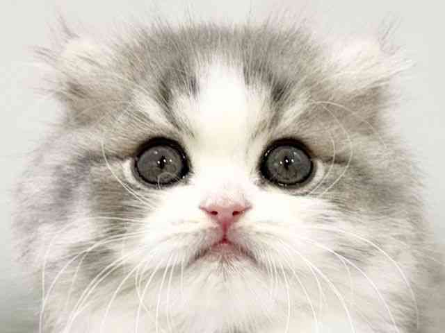 pet image