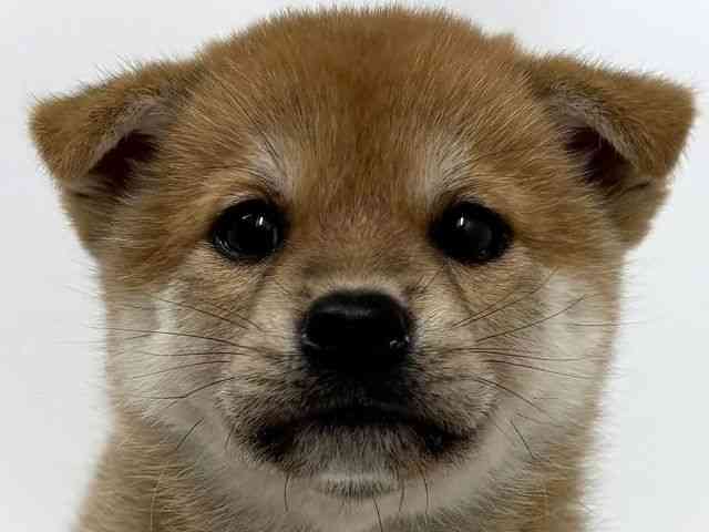 柴犬