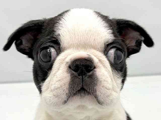 pet image