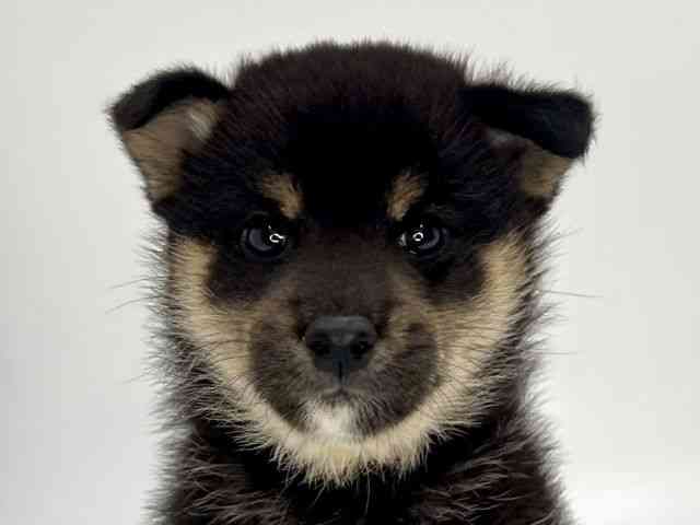 柴犬