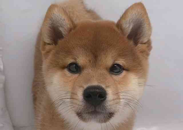 鳥取県の柴犬(標準サイズ) (ひごペットフレンドリーイオンモール鳥取北店/2026年8月17日生まれ/男の子/赤)の子犬の1枚目の画像