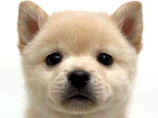 愛知県のポメ柴/豆ポメ/ポメ豆柴(ポメラニアン×柴犬) (ひごペットフレンドリープライムツリー赤池店/2026年8月12日生まれ/男の子/ホワイト)の子犬の1枚目の画像