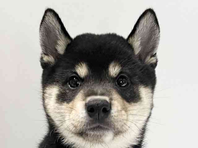 愛媛県の柴犬(標準サイズ) (ひごペットフレンドリーイオンモール今治新都市店/2026年8月23日生まれ/男の子/黒)の子犬の1枚目の画像