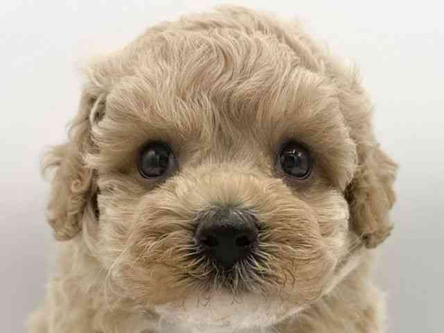 大阪府のハーフ犬・ミックス犬 (ひごペットフレンドリーららぽーとEXPOCITY店/2026年8月20日生まれ/男の子/クリーム)の子犬の1枚目の画像