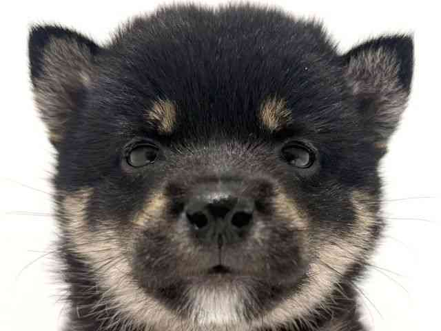 柴犬