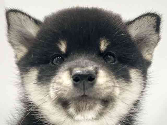 柴犬