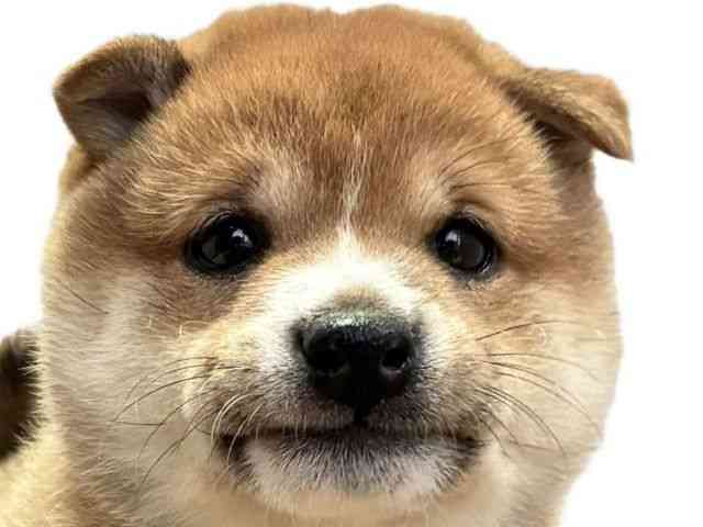 愛媛県の柴犬(標準サイズ) (ひごペットフレンドリーエミフルMASAKI店/2026年8月20日生まれ/男の子/赤)の子犬の1枚目の画像