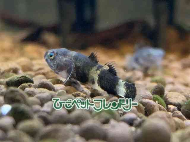 card-img