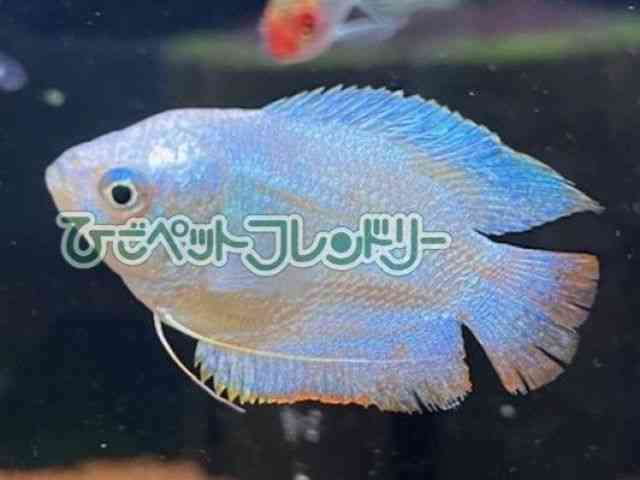 card-img