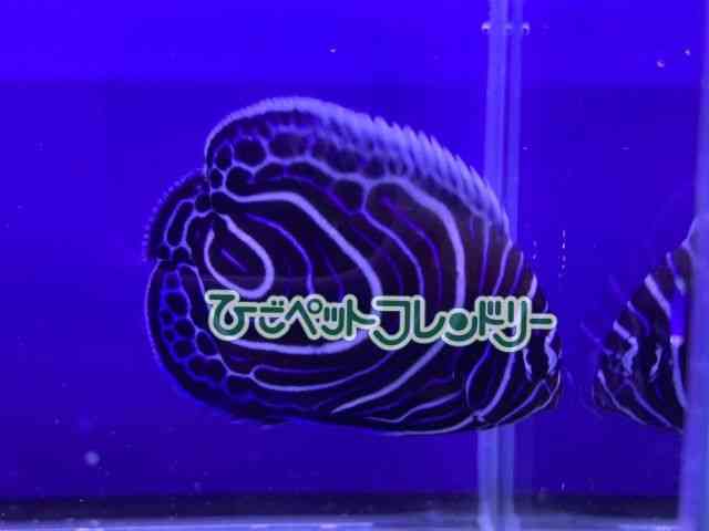 card-img