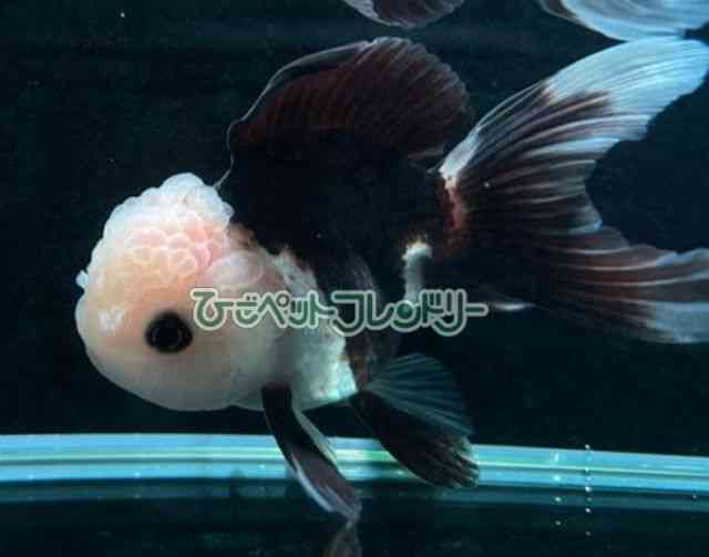 card-img