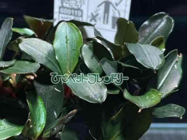 card-img