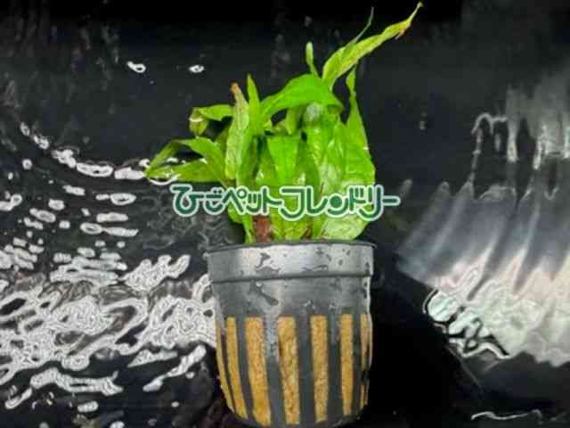card-img