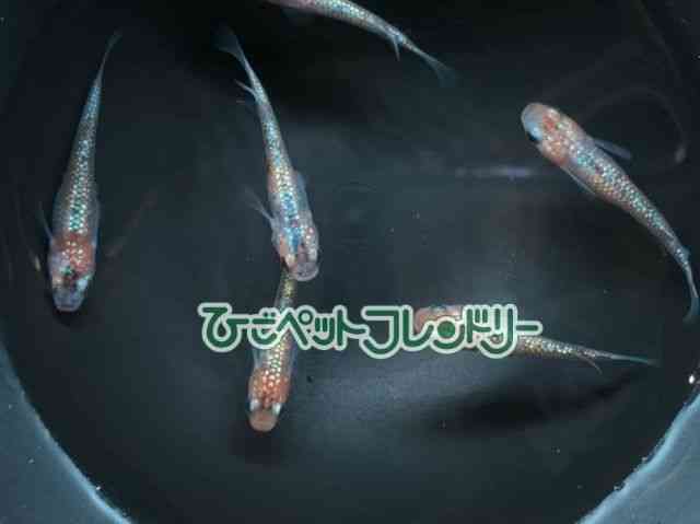 card-img